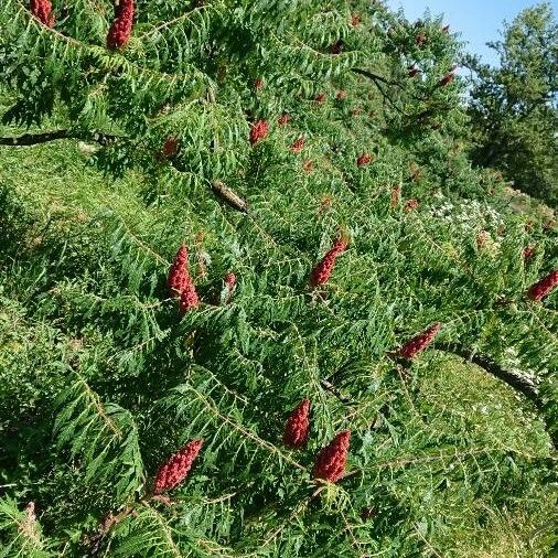 Rhus typhina অভ্যাস