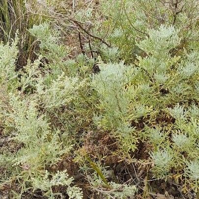 Artemisia thuscula Leaf