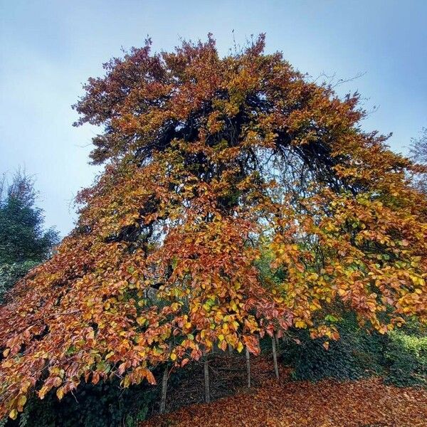 Fagus sylvatica Hàbitat