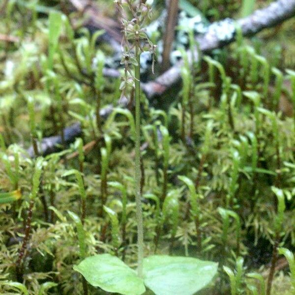 Neottia cordata Ostatní