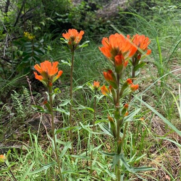 Castilleja hispida Fleur