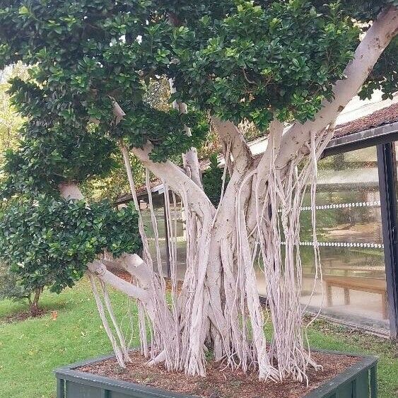 Ficus microcarpa অভ্যাস
