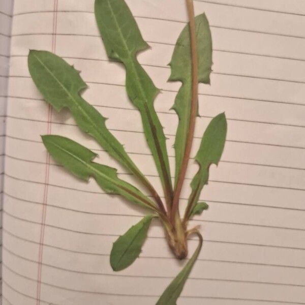 Taraxacum palustre Leaf