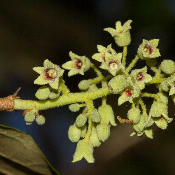 Heritiera littoralis ফুল