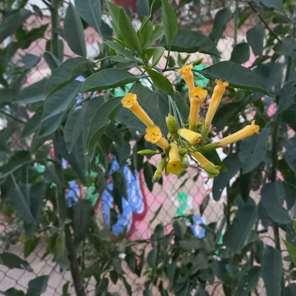 Nicotiana glauca 花