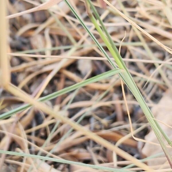 Aristida adscensionis 叶