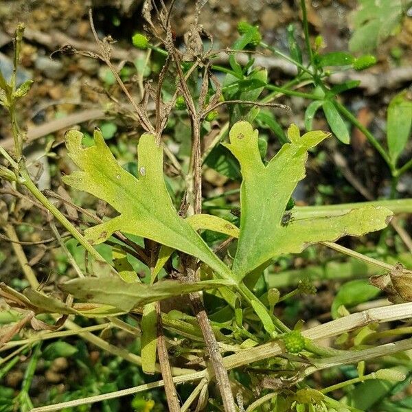 Ranunculus sceleratus Yaprak