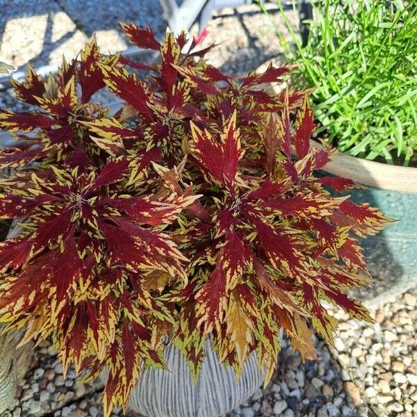 Amaranthus tricolor ᱥᱟᱠᱟᱢ