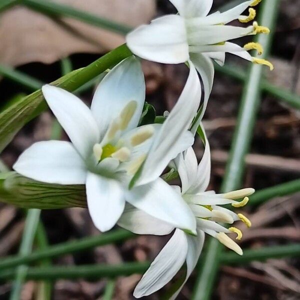 Ornithogalum orthophyllum Flower