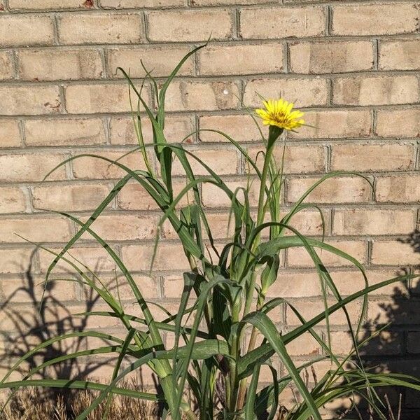 Tragopogon dubius फूल