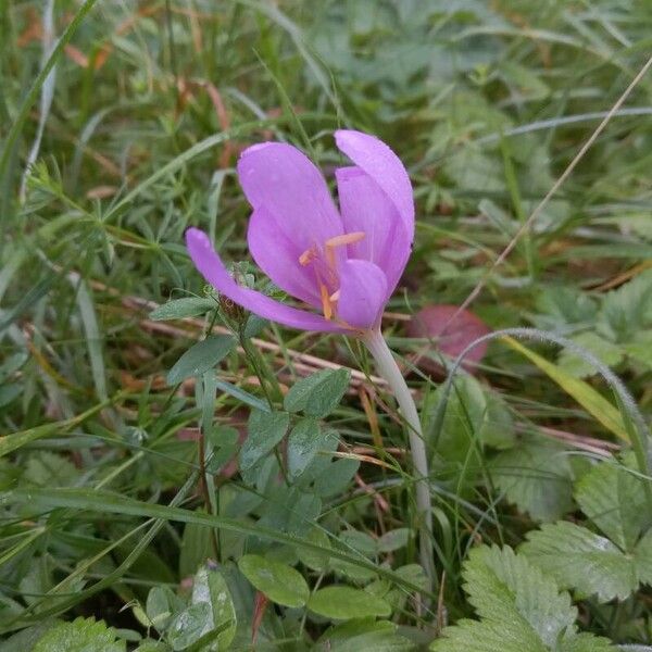 Colchicum multiflorum Cvet