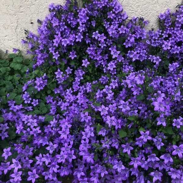 Campanula poscharskyana Flors