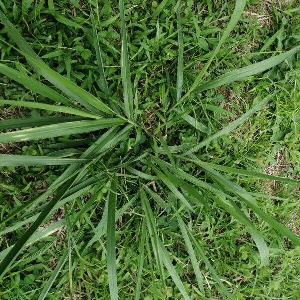 Urochloa brizantha Leaf