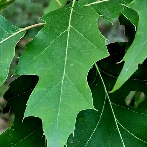 Quercus velutina पत्ता