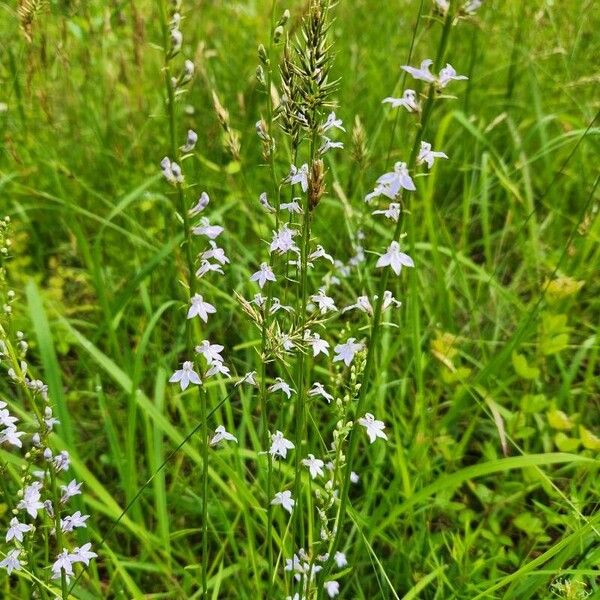 Lobelia spicata Flower