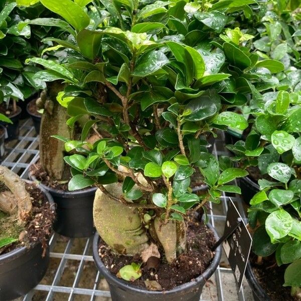 Ficus microcarpa Habitat