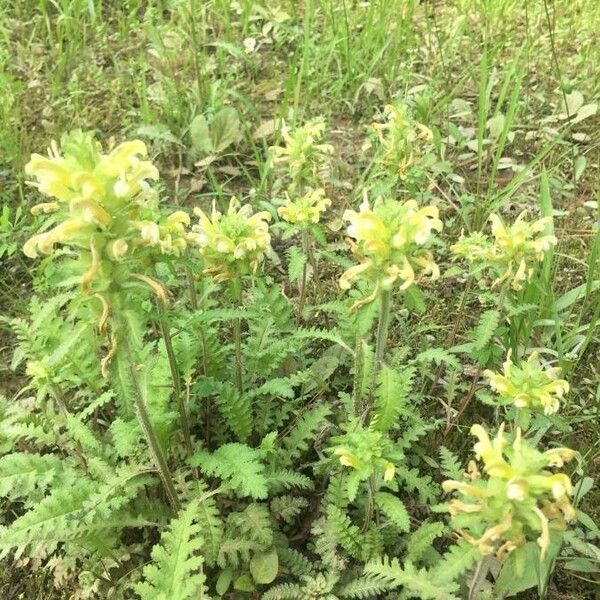 Pedicularis canadensis Blüte