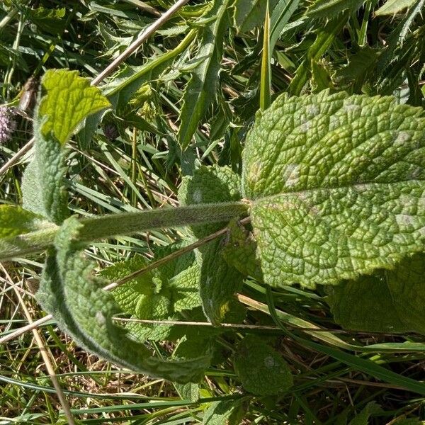 Mentha × villosa Foglia