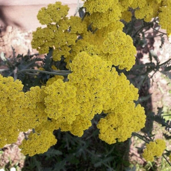 Achillea filipendulina Flower