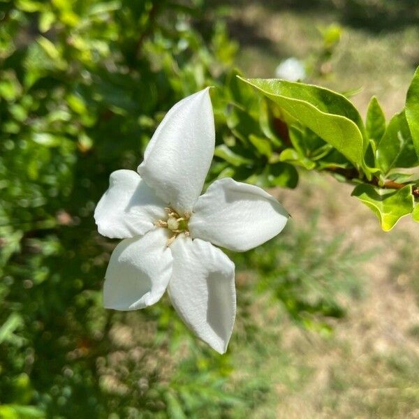 Rosenbergiodendron formosum Flower