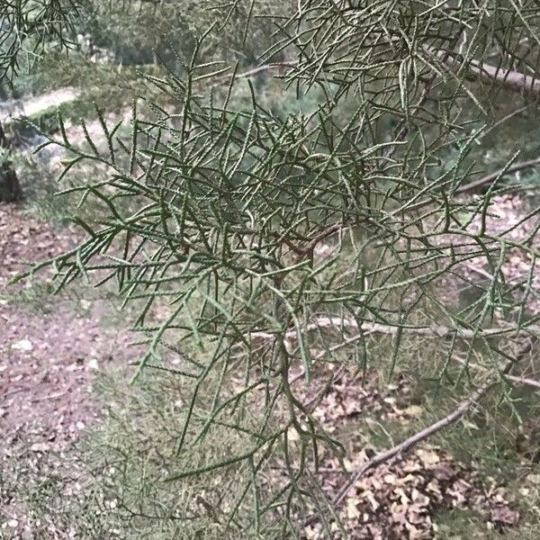 Juniperus phoenicea 叶