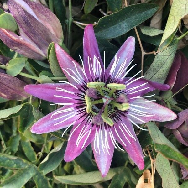 Passiflora caerulea Flor