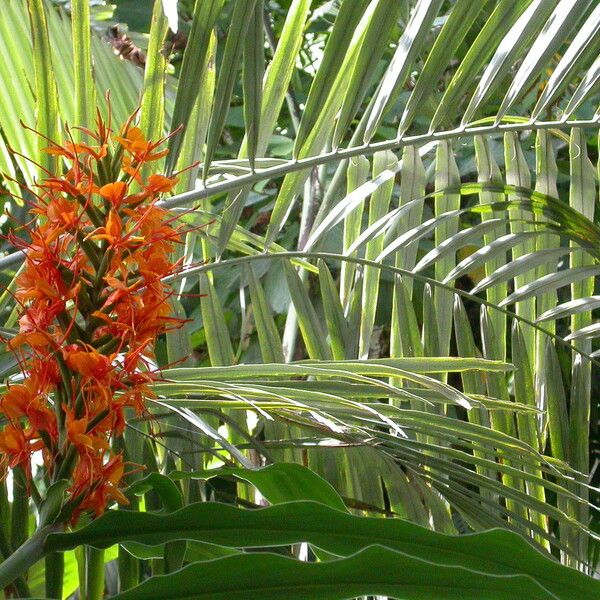 Hedychium coccineum Blomma