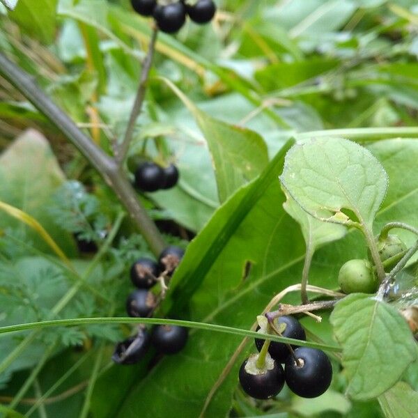 Solanum scabrum Fruto