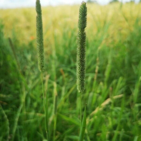 Phleum phleoides Плод