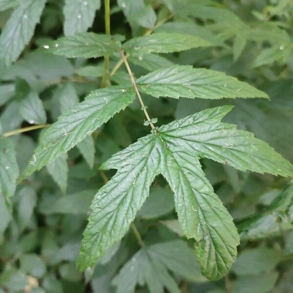 Filipendula ulmaria Leaf