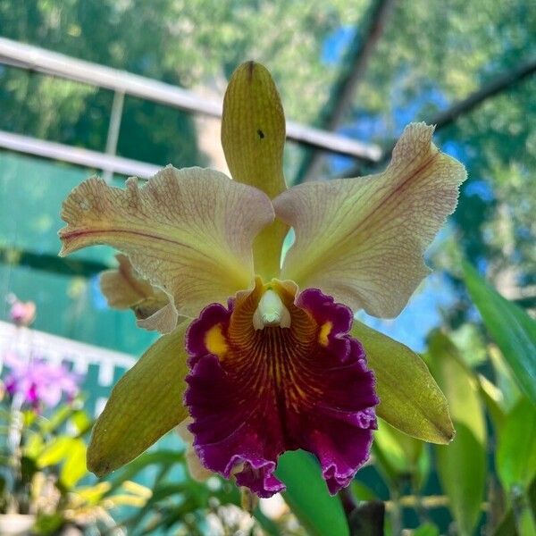 Cattleya wittigiana Цвят