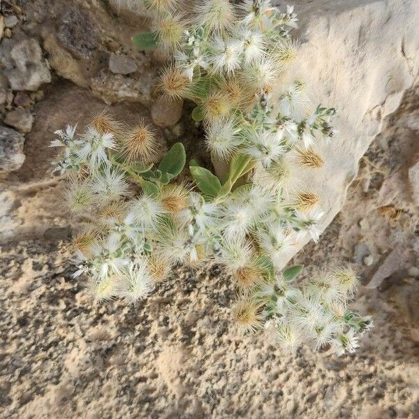 Cometes surattensis Habit