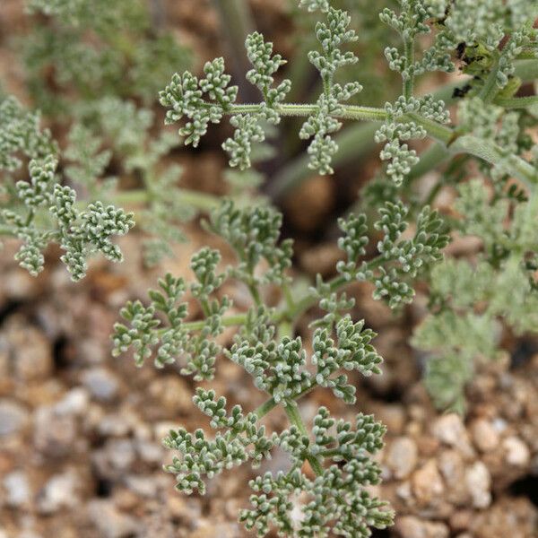 Lomatium mohavense (Mojave desertparsley)