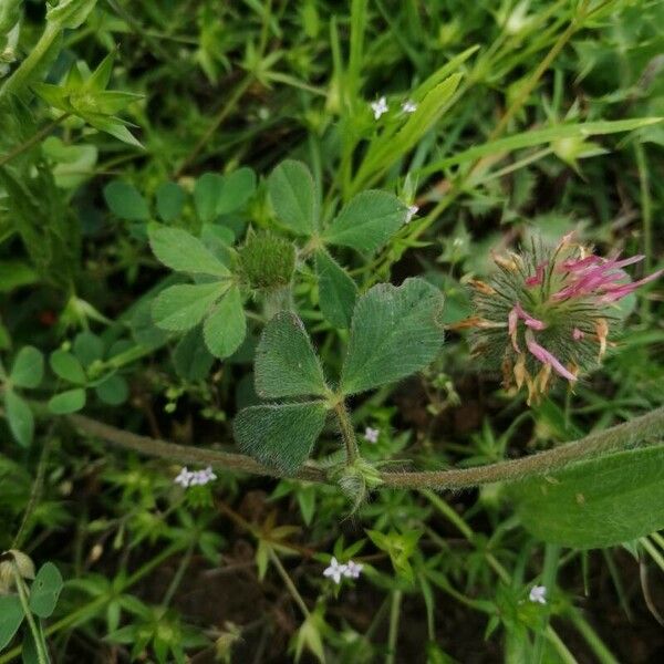 Trifolium hirtum 叶
