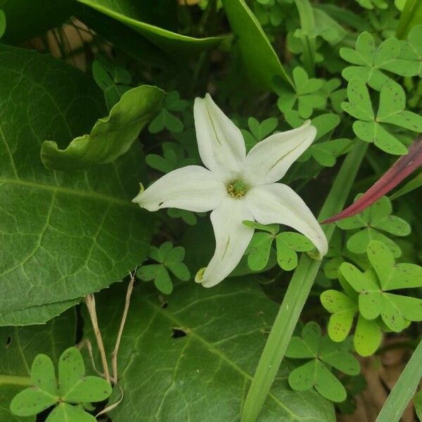 Jaborosa integrifolia പുഷ്പം