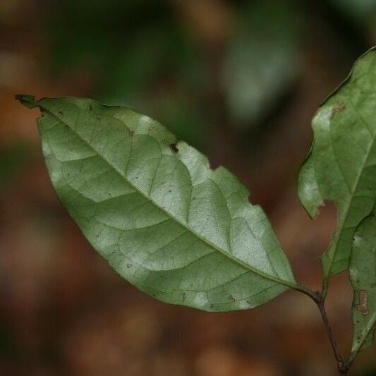 Eugenia patrisii Leaf