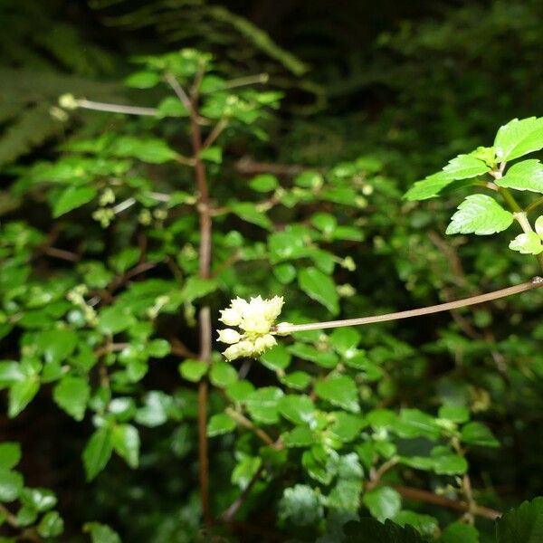 Pilea urticifolia Plod