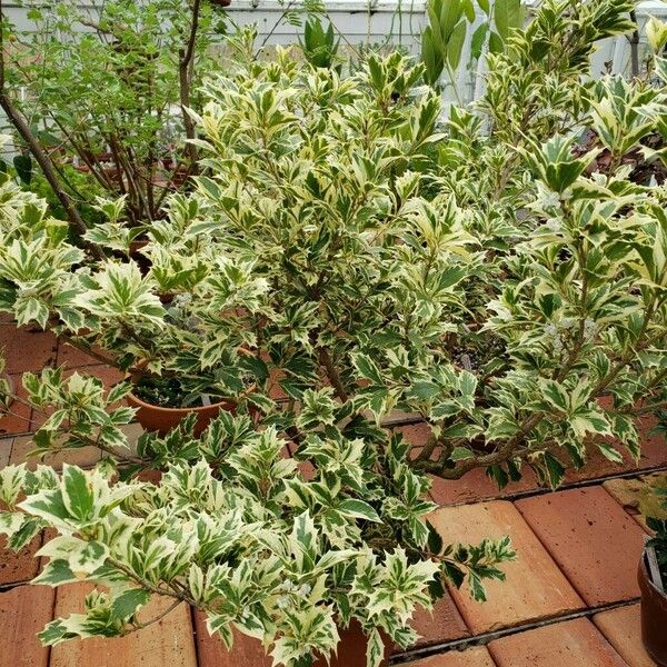 Osmanthus heterophyllus Yeri