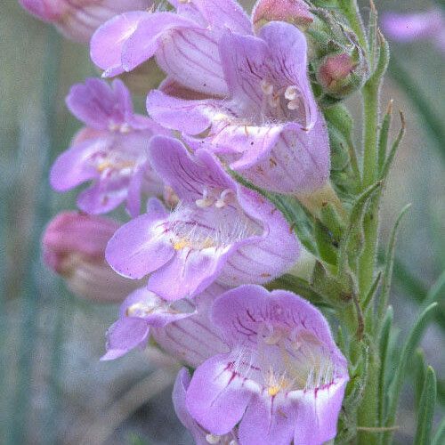 Penstemon jamesii Õis