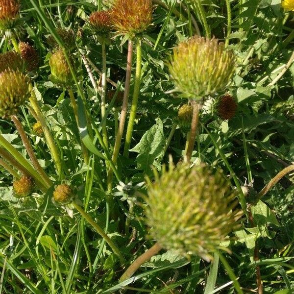 Cirsium erisithales फूल