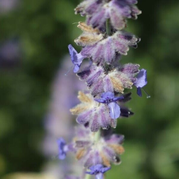 Perovskia atriplicifolia 花