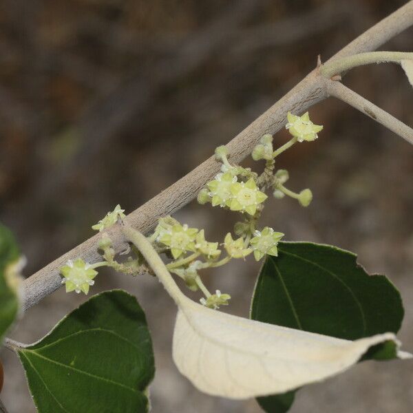 Ziziphus mauritiana Flower