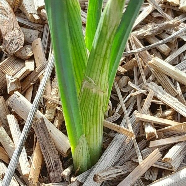 Iris reticulata 葉