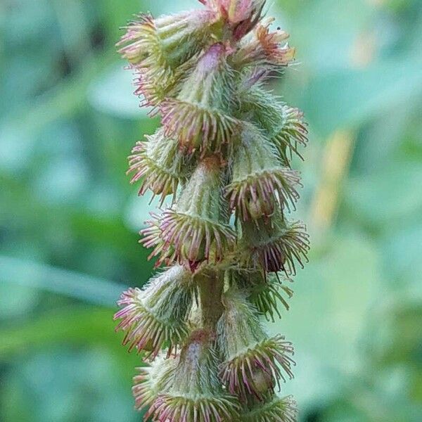 Agrimonia eupatoria 果實