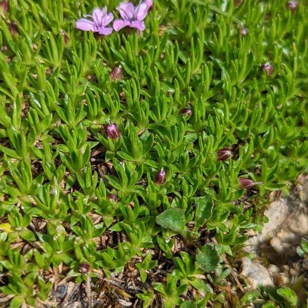 Silene acaulis Лист