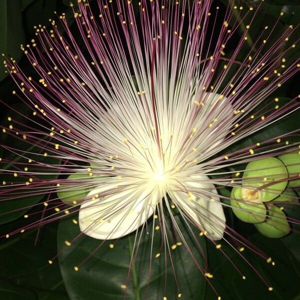 Barringtonia asiatica Blüte
