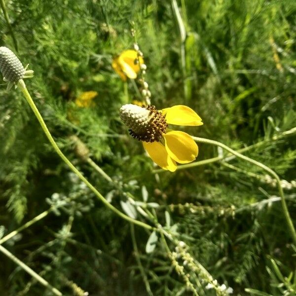 Ratibida columnifera फूल