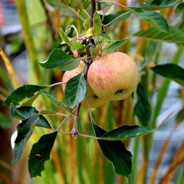 Malus domestica Vivejo