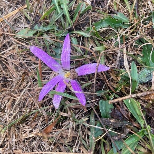 Colchicum montanum Flor