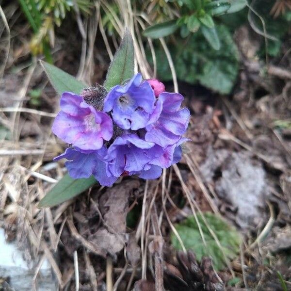 Pulmonaria angustifolia Flower